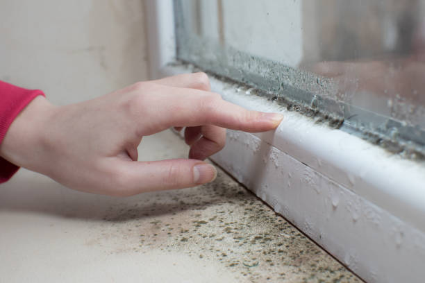 Trusted Zephyrhills West, FL Mold Removal Experts