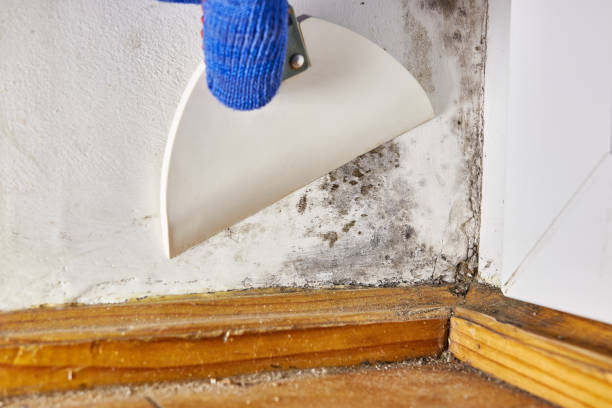 Best Basement Mold Removal  in Zephyrhills West, FL